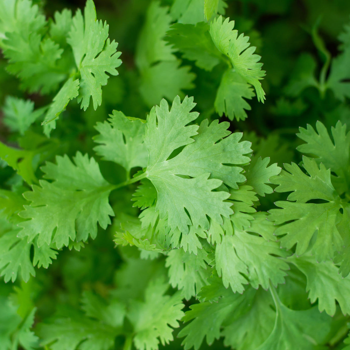 Coriander