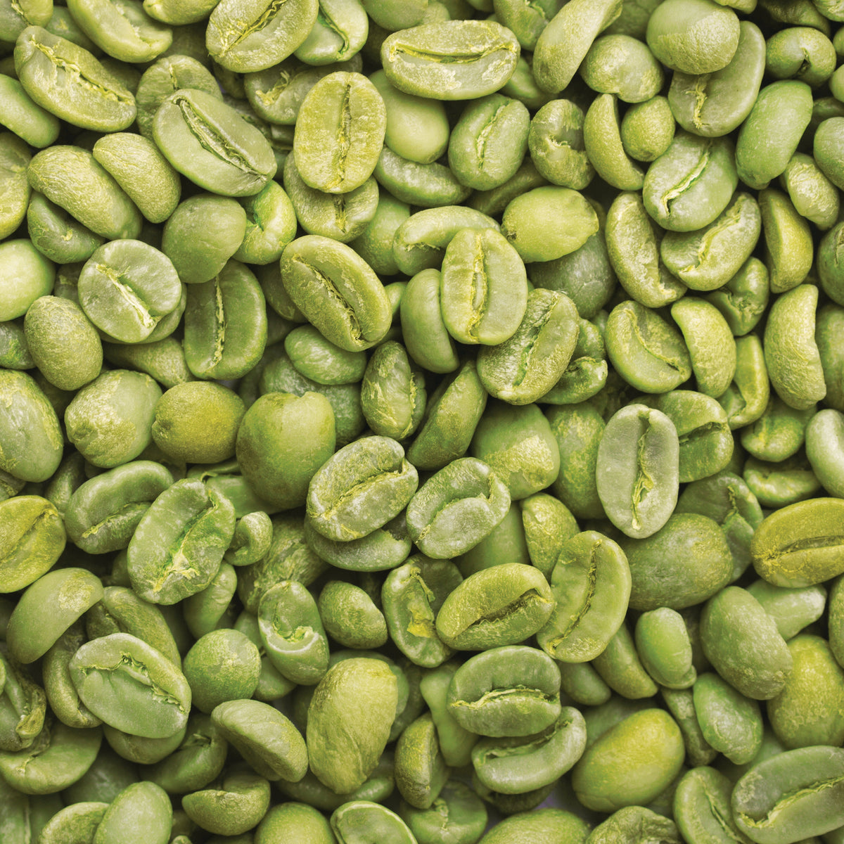 Green Coffee Seed Oil