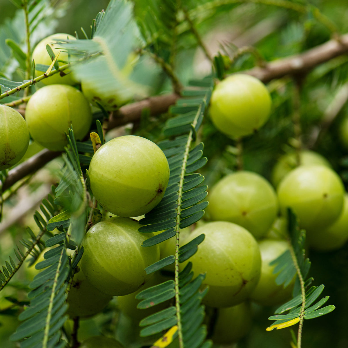 Indian Gooseberry Seed