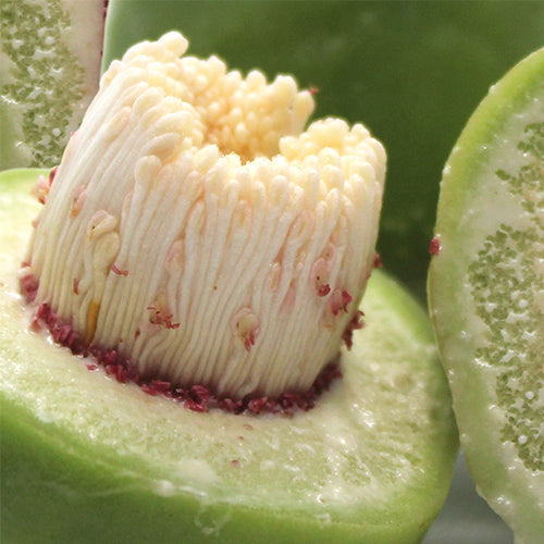 Kakadu Plum Seed