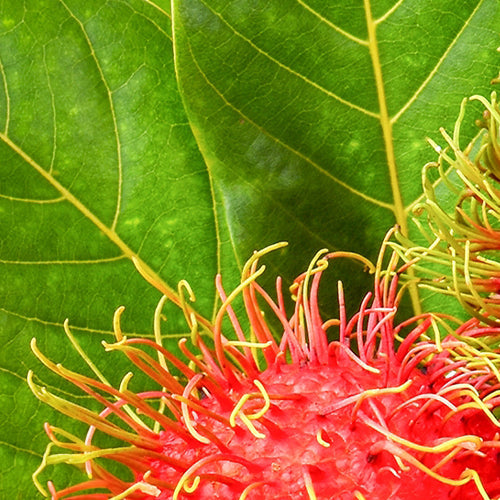 Rambutan Leaf