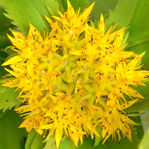 Rhodiola Rosea