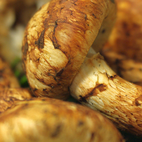 Songyi Mushroom