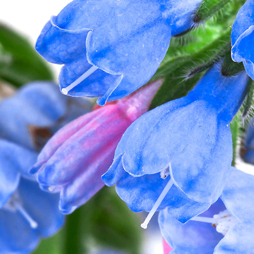 Allantoin ingredient image