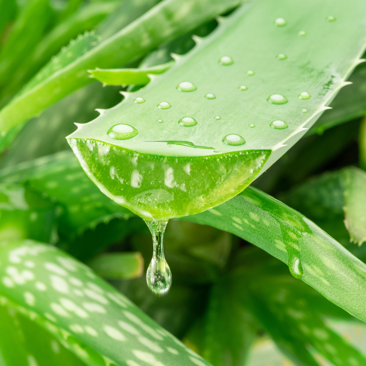 Aloe Vera Ingredient Image