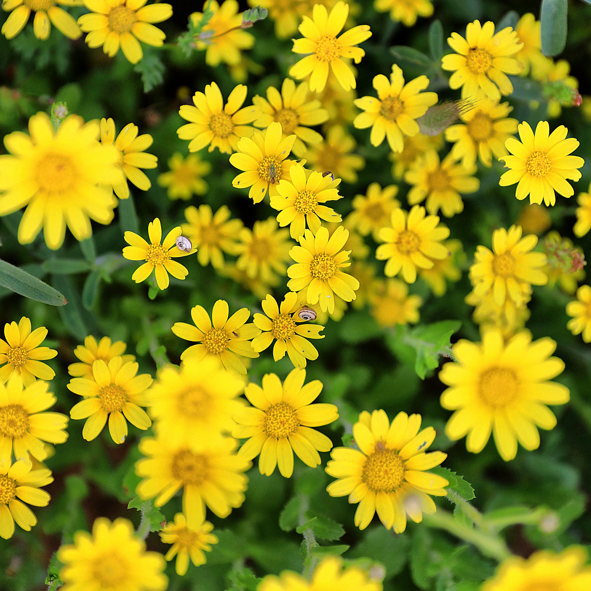 Arnica Ingredient Image