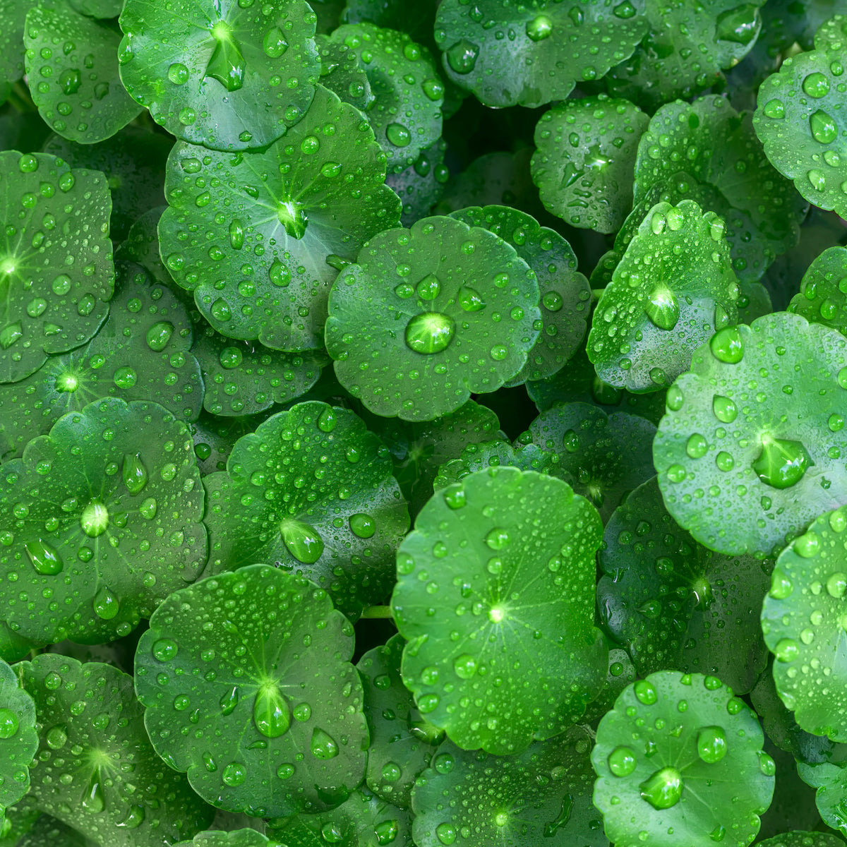 Centella Asiatica Ingredient Image