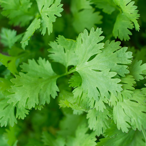 Coriander Image