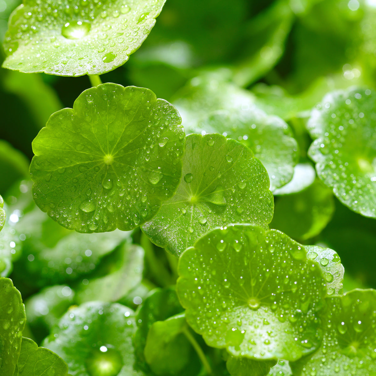 Gotu Kola Ingredient Image