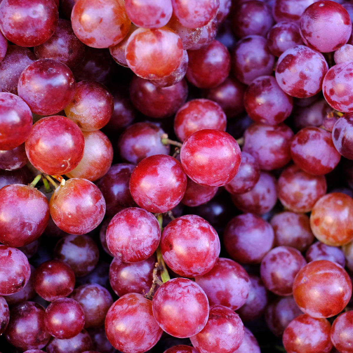 Grape Seed Extract Oil Ingredient Image