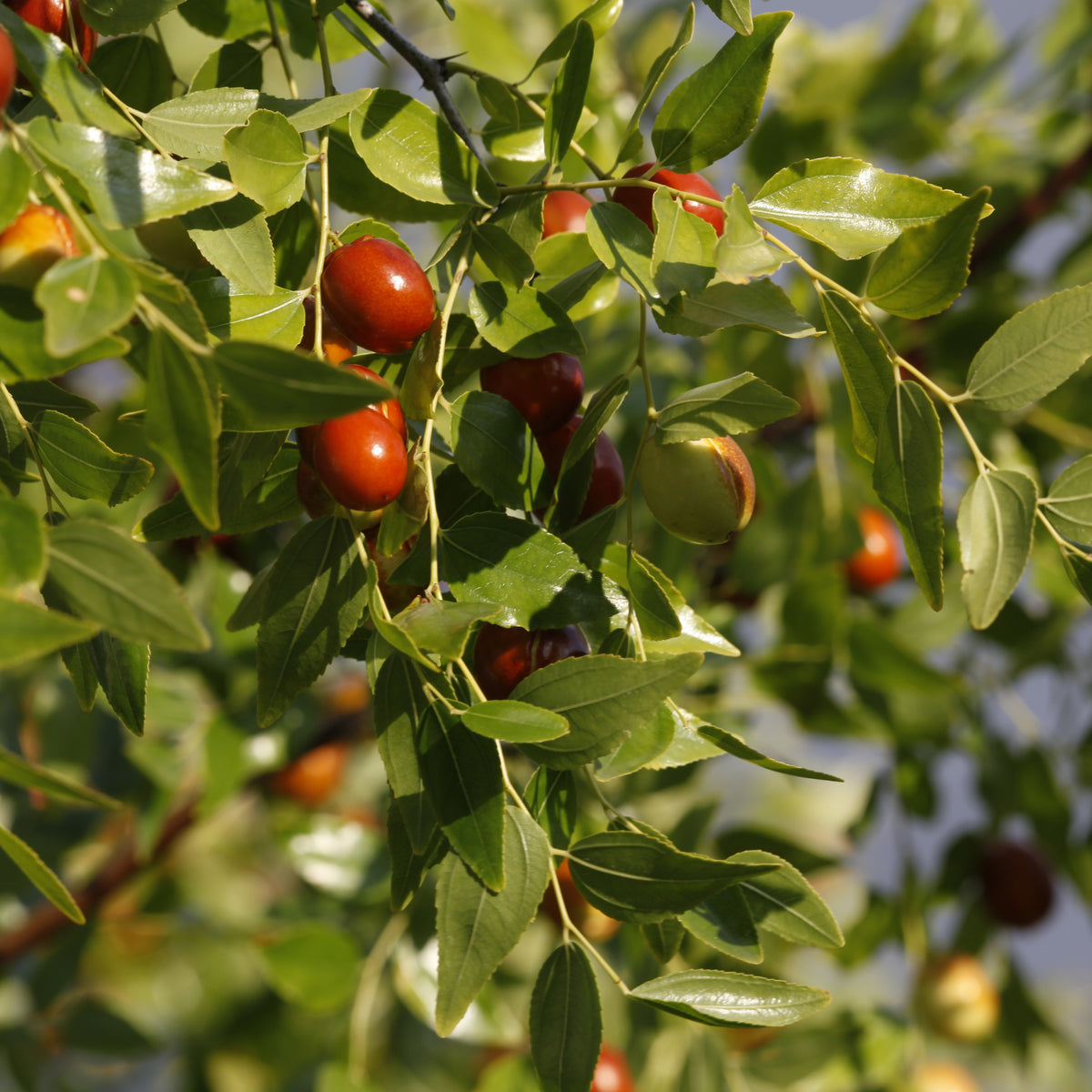 Jojoba Oil Ingredient Image