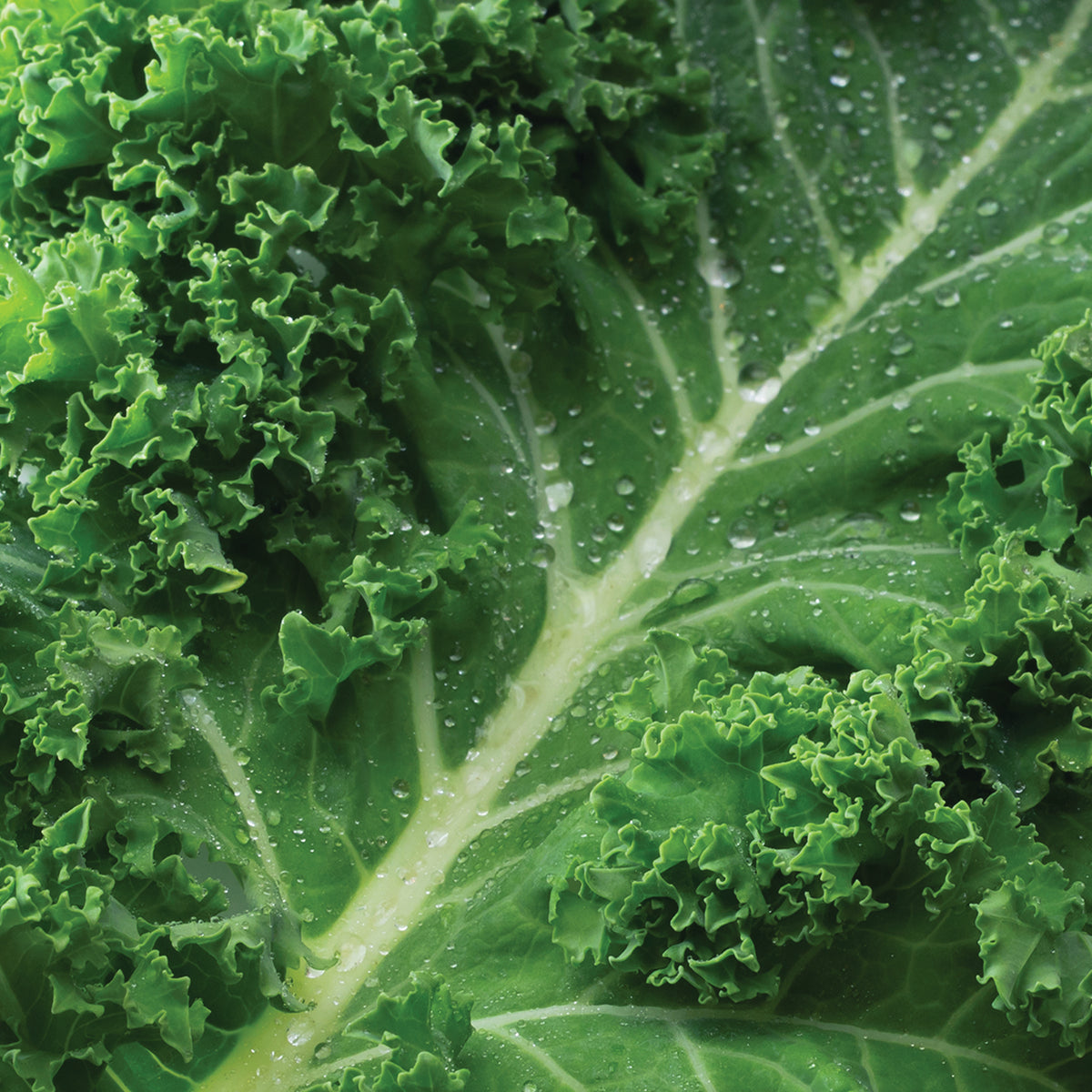 Kale image