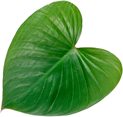 Heart Leaf Image