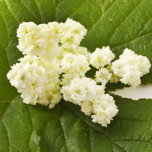 Meadowsweet image