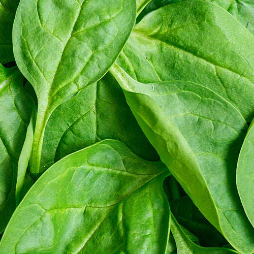 Spinach Image