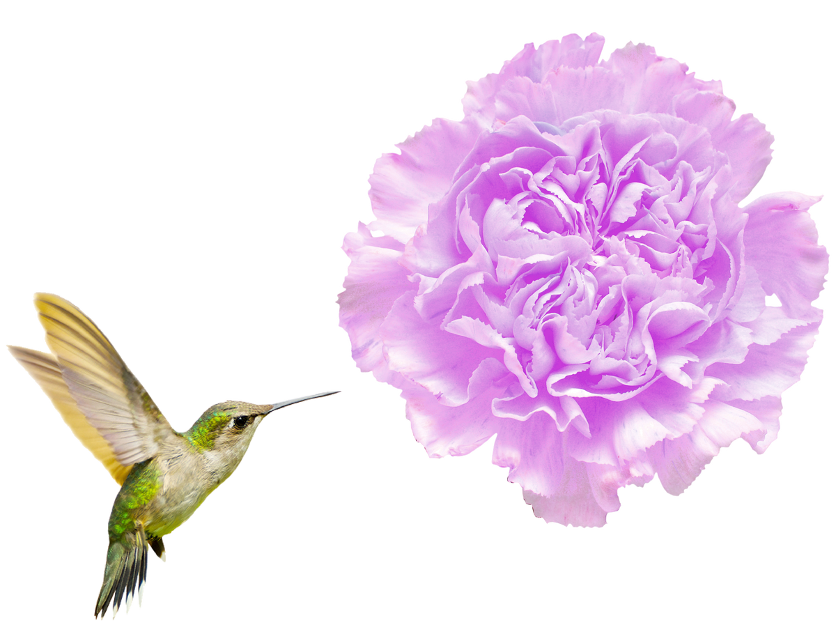 Bird and flower image